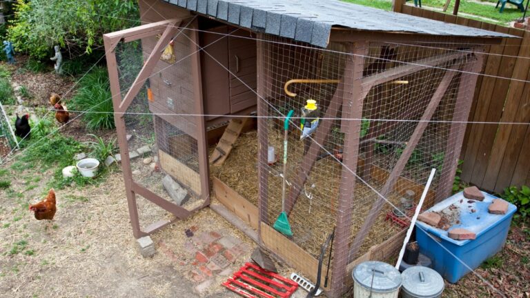 Get Started on Your Own Affordable Chicken Coop Plans