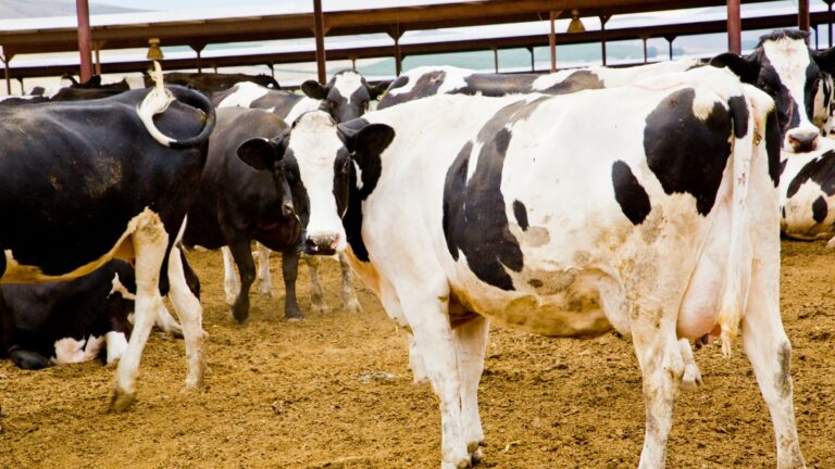 Moo-ve Over Basic Breeds: The Ultimate Guide to Dairy Cows