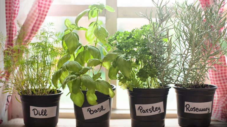 Everything You Need to Know About Successfully Growing Herbs at Home