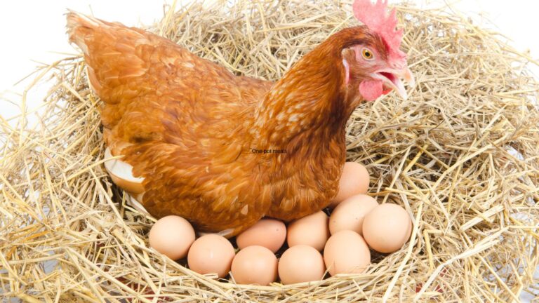 Cage-Free Eggs vs Free-Range Eggs: Understanding the Differences
