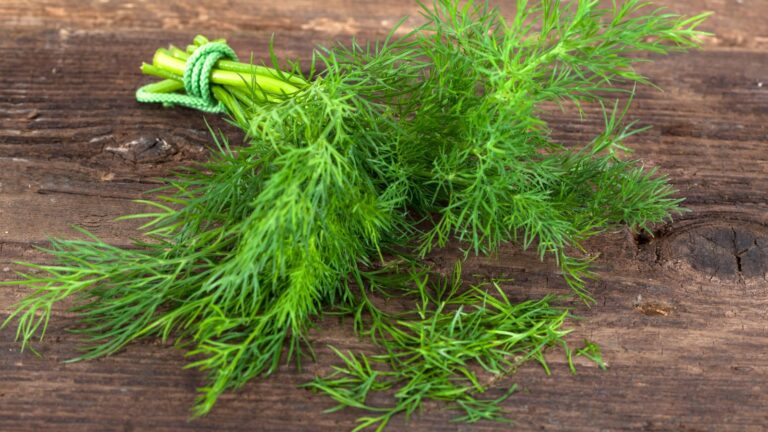 Discover the Numerous Dill Herb Uses for Cooking and Health Benefits