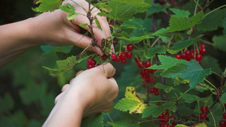 How to Grow Red Currants: A Brief Guide for Beginners