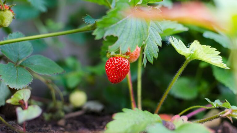 Expert Tips for Strawberry Cultivation: Unlocking Secrets