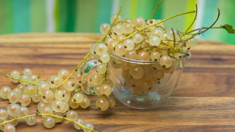 5 Delicious White Currant Recipes to Try Today