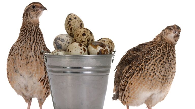 Quail Egg Production: 10 Tips for Success