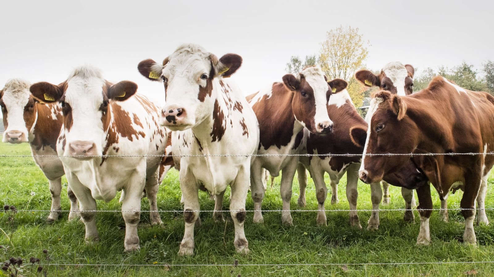 Discover the World of Cattle Breeds: From Angus to Zebu