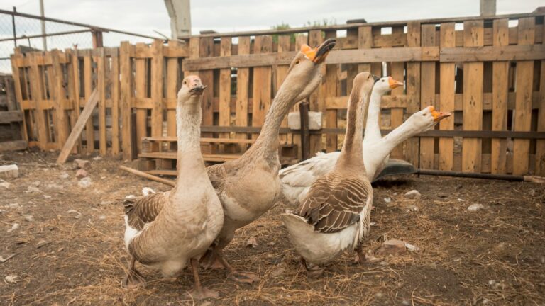 Top Geese Breeds for Small Farms: A Brief Guide