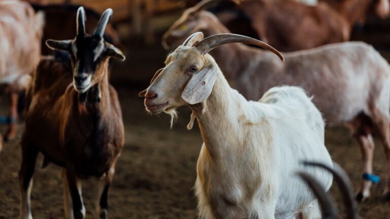 Uncover Profitable Goat Farming Secrets: A Beginner’s Guide!