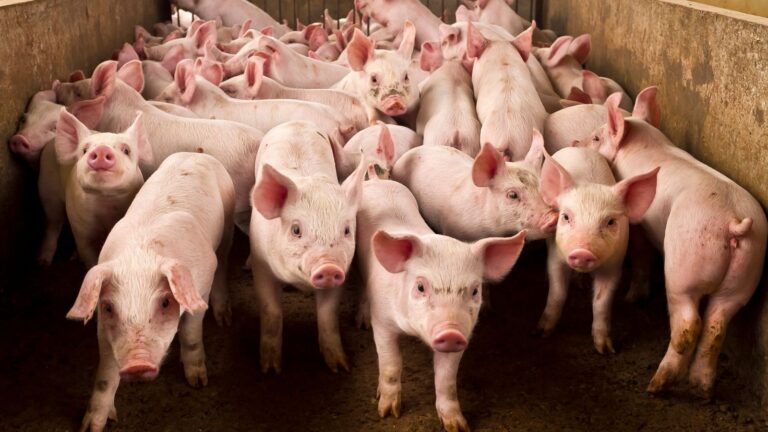 Raising Pigs: A Concise Guide on How to Start and Succeed with Swine Farming