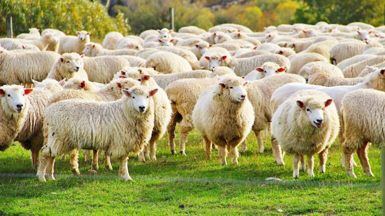 A Concise Guide to Raising Sheep: Tips and Tricks for Beginner Farmers