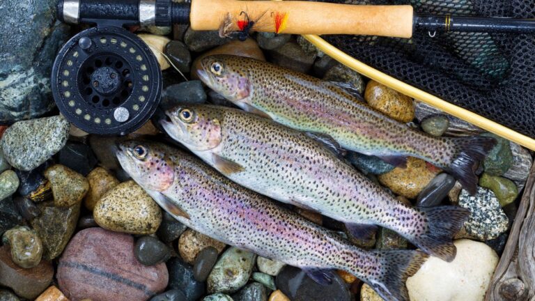 Tips for successful trout fishing: A beginner’s guide