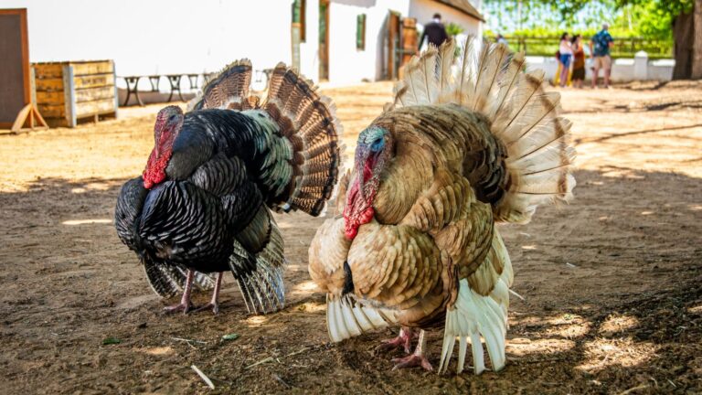 Raising Turkeys: From Novice to Pro, Level Up Your Farming!