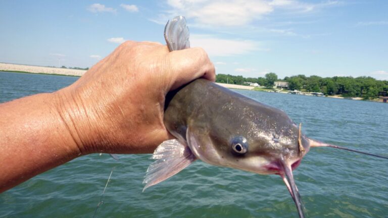 The Comprehensive Guide to Mastering Jug Fishing for Catfish