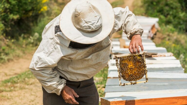 Beekeeping for Food: Secrets to Boost Lifetime Production