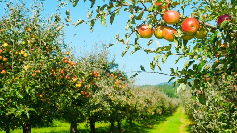 Experience Autumn Bliss: The Best Apple Orchards in America!