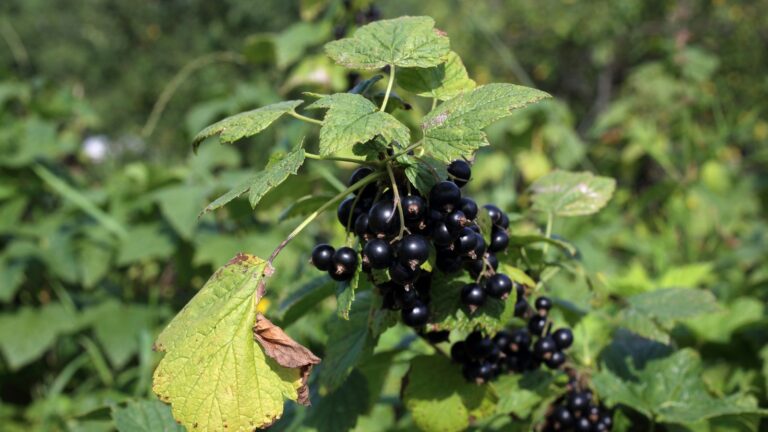 10 Health Benefits of Black Currant You Need to Know