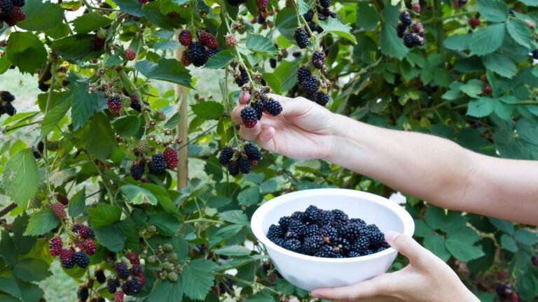 Step-by-Step Guide: How to Grow Blackberries in Your Backyard