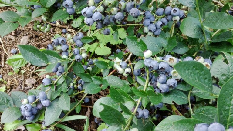 An Overview of Blueberry Varieties for Your Garden