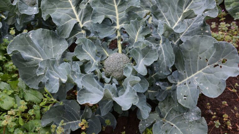 How to Grow Broccoli: A Brief Guide for Beginners
