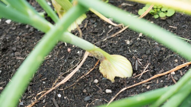 A Beginner’s Guide to Onion Cultivation Techniques