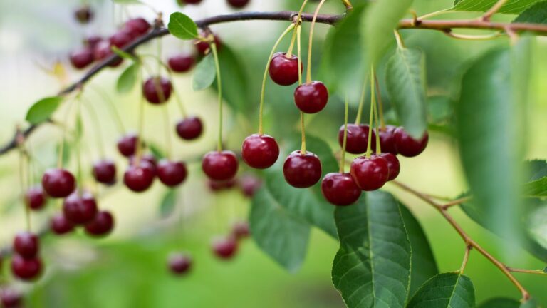 Discover the Essentials to Cherry Tree Care for Your Garden