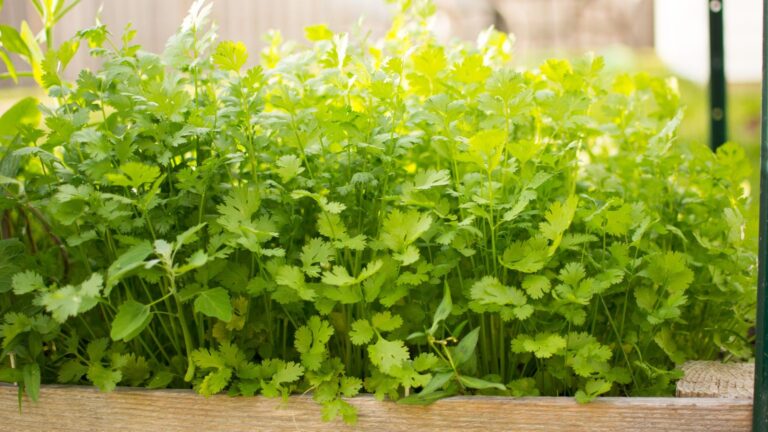 The Versatility of Fresh Cilantro: From Tacos to Soups