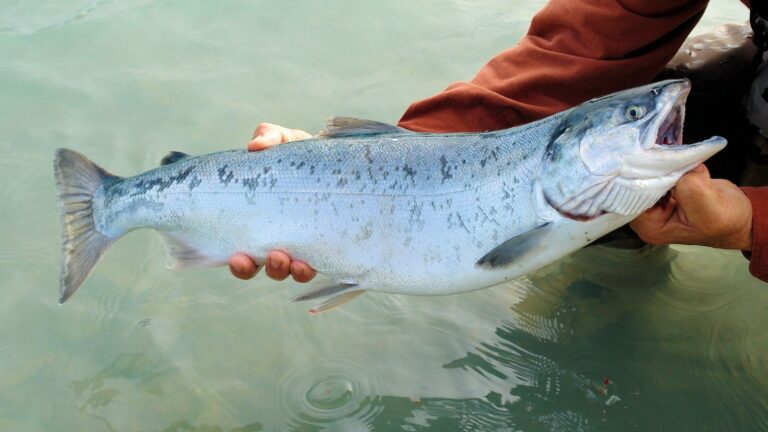Game-Changing Salmon Fishing Tips: Maximize Your Catch!