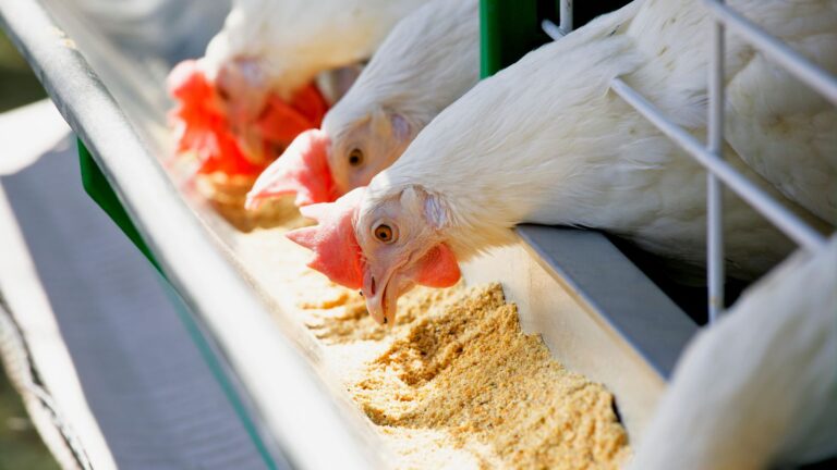Understanding the Different Types of Chicken Feed and Their Benefits
