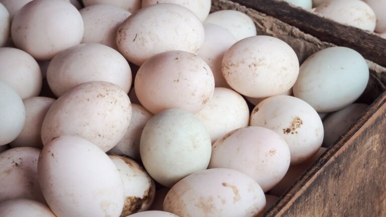 Why Organic Duck Eggs are a Game Changer for Your Health