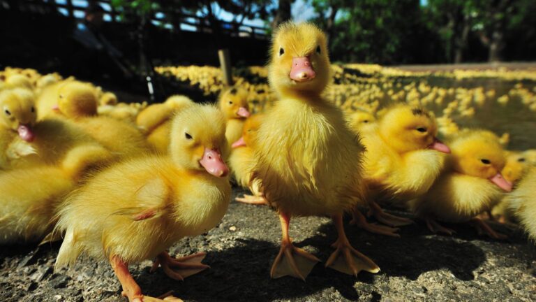 The Ultimate Guide to Raising Ducks: Tips, Tricks, and Everything You Need to Know