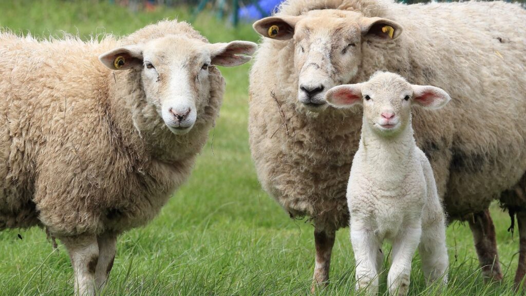 Raising Sheep