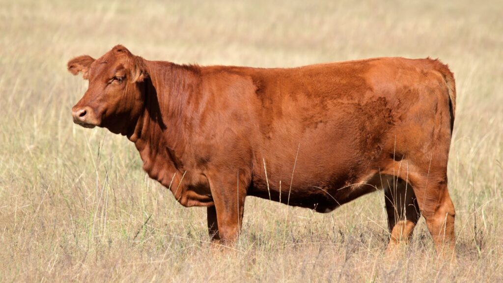 Cattle breeds
