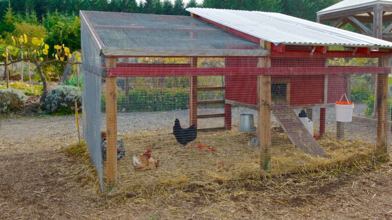 Cheap chicken coops that’ll make you say ‘CLUCK YES’