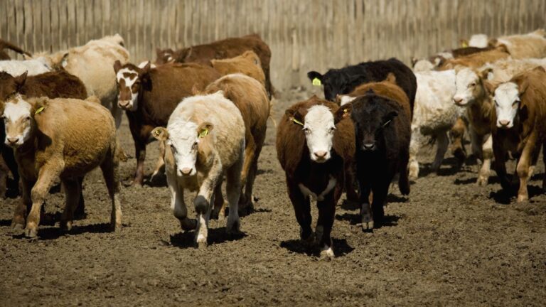 Secrets to Raising Beef Cattle: A Comprehensive Guide!