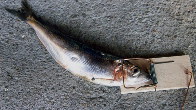 Expert Tips: How to Catch Herring in the Open Waters