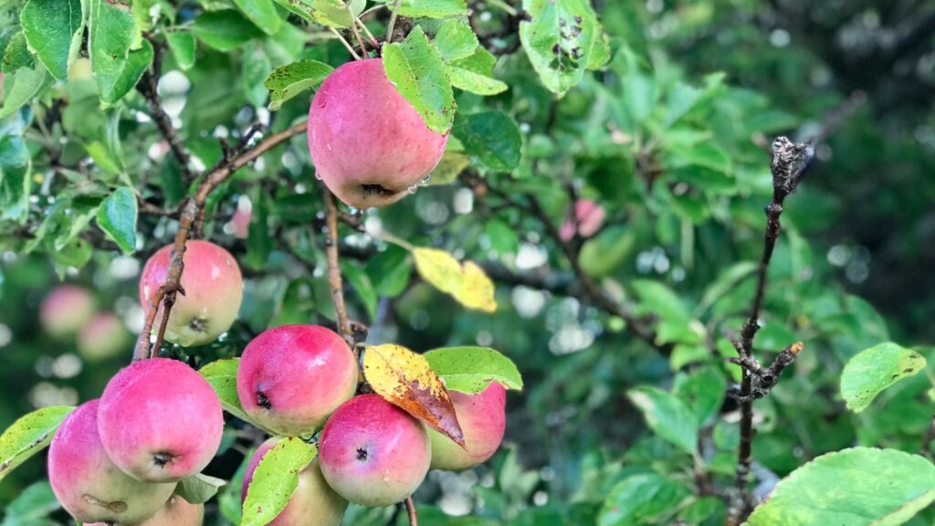 Organic apple varieties
