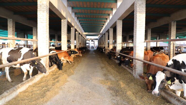 Profitable Cattle Farming: Essential Tips for Success!