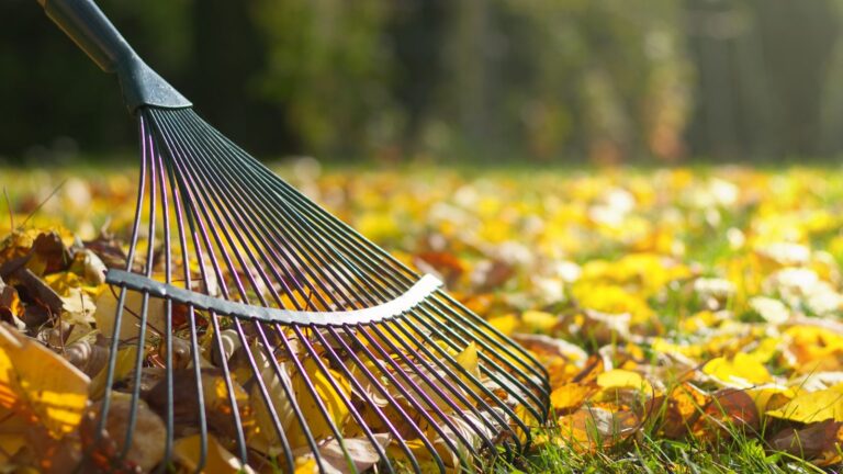 Elevate Your Yard: The Essential Guide to the Top Lawn Rakes