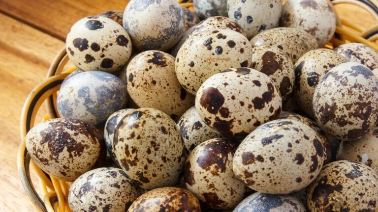 The Ultimate Guide to Buying Quail Eggs for Sale!