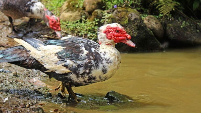 All About Muscovy Ducks: Characteristics, Behaviors, and Care
