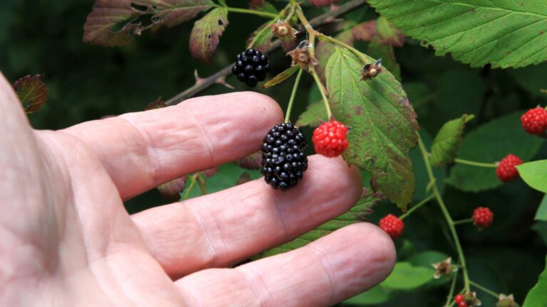 Discover the Delicious and Dangerous: A Guide to Wild Berries