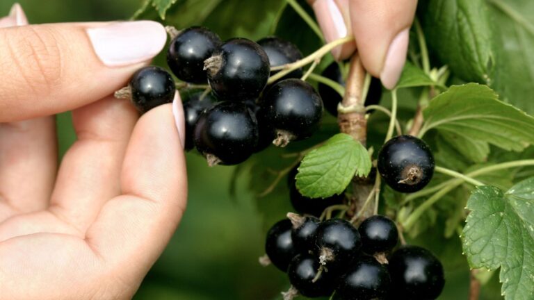 Step-by-Step Guide: How to Grow Black Currants in Your Garden
