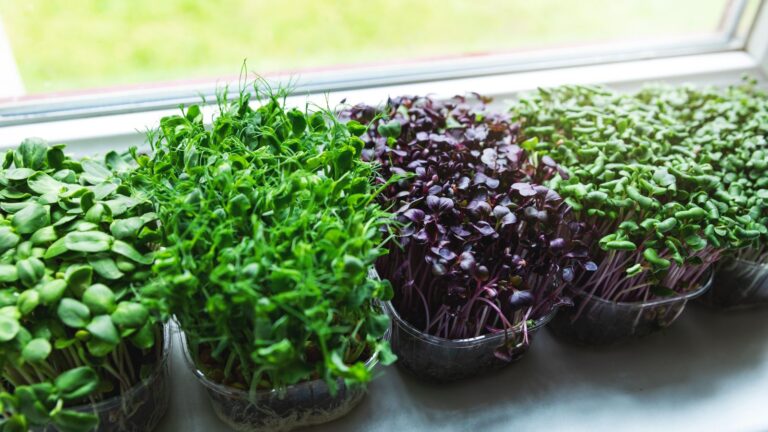 10 Easy Steps to Grow and Enjoy Your Own Homegrown Herbs