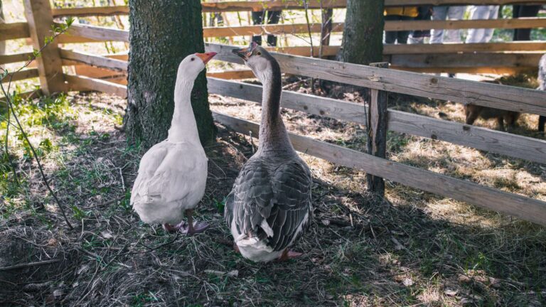 Raising Geese for Meat: A Complete Guide to Homegrown Poultry