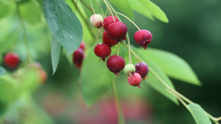 Master the Art of Growing Serviceberry Trees with Our Ultimate Guide!