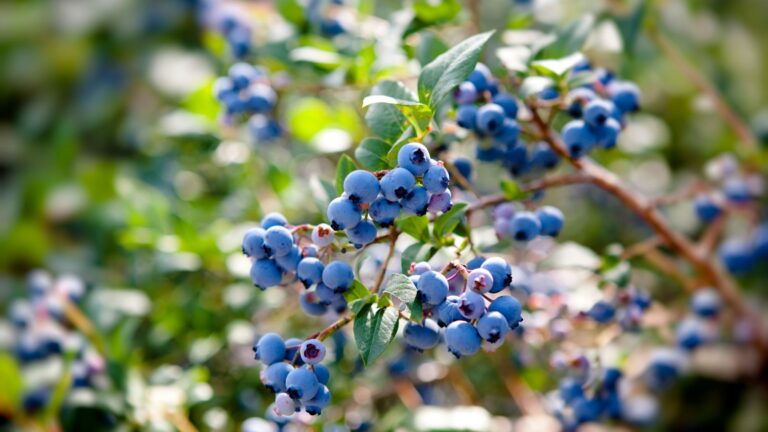Discover the Health Benefits of Wild Blueberries