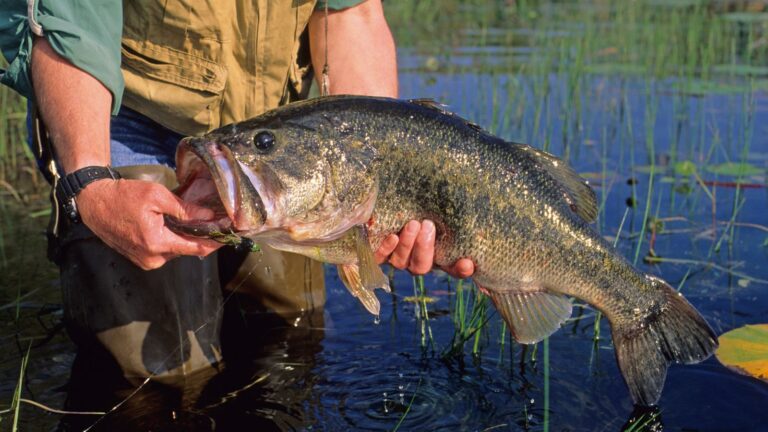 Reel in the Big One: Unlock Bass Fishing’s Best Kept Secrets