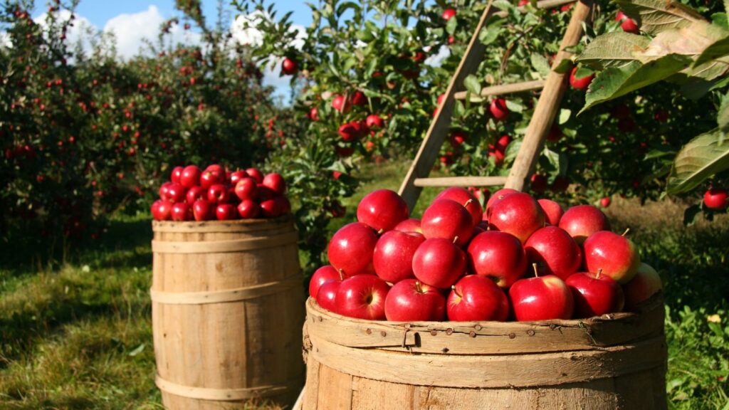 Best apple orchards