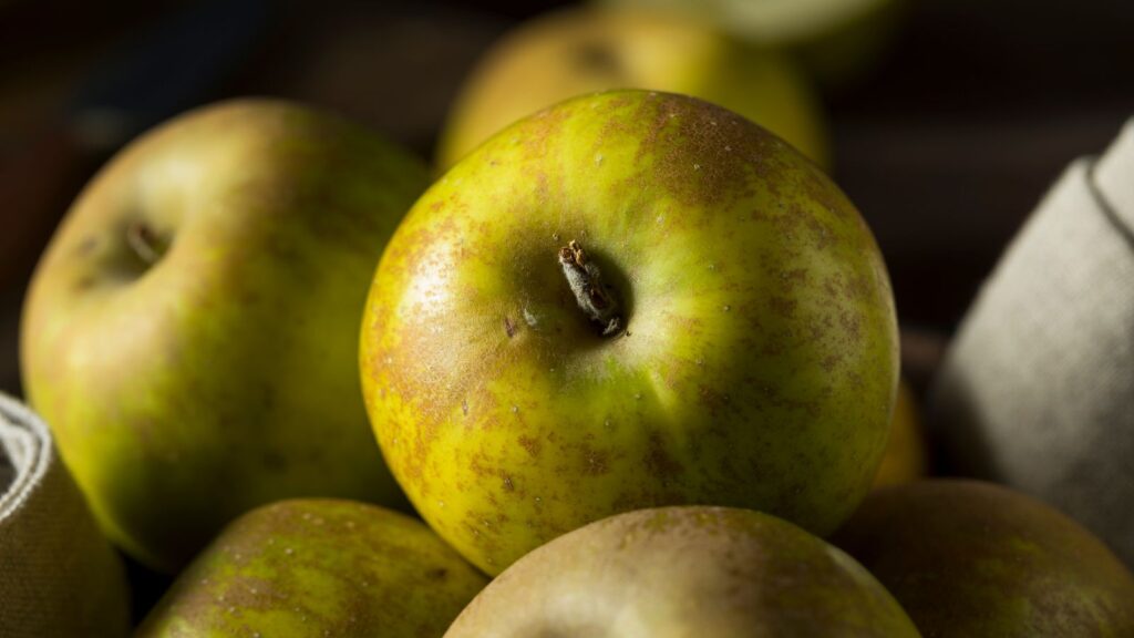 Heirloom apple varieties