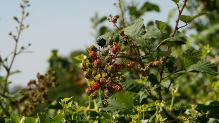 Exploring Wild Blackberries: Everything You Need to Know
